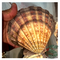Authentic Sea Shell