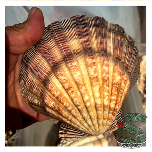 Authentic Sea Shell