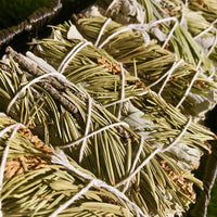 Premium White Sage with Pine Smudge Sticks USDA Organic & Grown in California (4")
