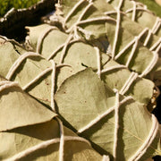 Premium White Sage with Eucalyptus Smudge Sticks USDA Organic & Grown in California (4")